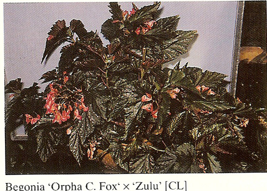 B. (Orpha C. Fox x Zulu)